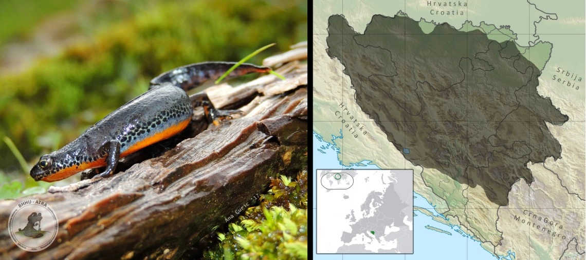 Alpski vodenjak: Ichthyosaura alpestris
